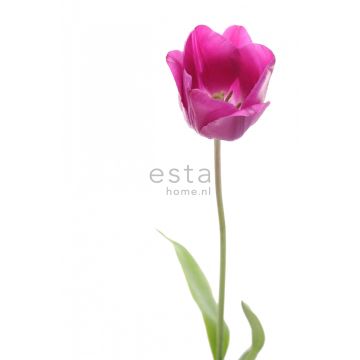 wall mural tulip pink and green