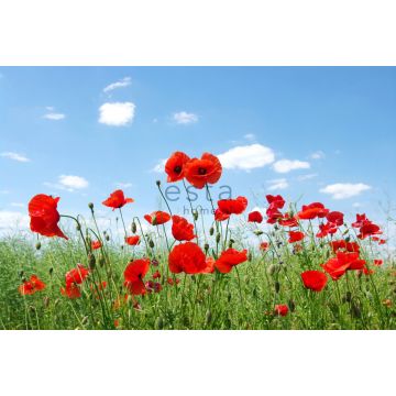 wall mural field of poppies red, blue and green