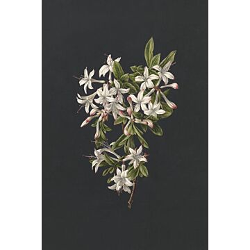 wall mural blossom light pink and black